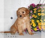 Small #2 Jack-A-Poo