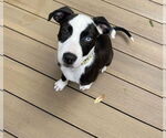 Small #3 American Pit Bull Terrier-Border Collie Mix