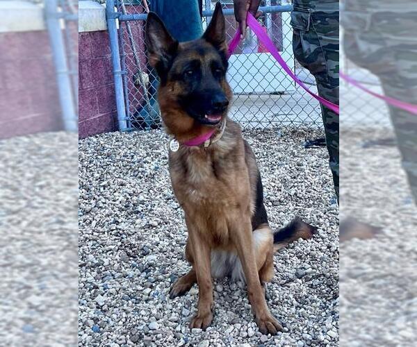 Medium Photo #1 German Shepherd Dog Puppy For Sale in Forestville, MD, USA