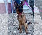 *ANNA - Female German Shepherd Dog Dog for Adoption - Small photo