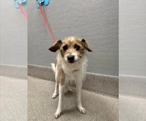 Chihuahua-Unknown Mix Dogs for adoption in Las Vegas, NV, USA