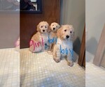 Small Photo #4 Goldendoodle Puppy For Sale in LAPEER, MI, USA