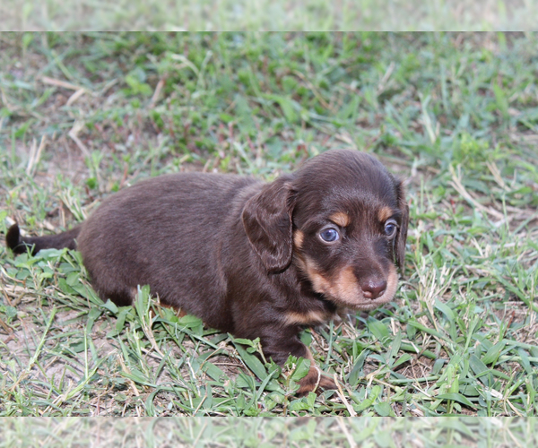 Medium Photo #4 Dachshund Puppy For Sale in LEDBETTER, TX, USA