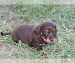 Small #3 Dachshund