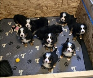 Bernese Mountain Dog Litter for sale in SALMON, ID, USA