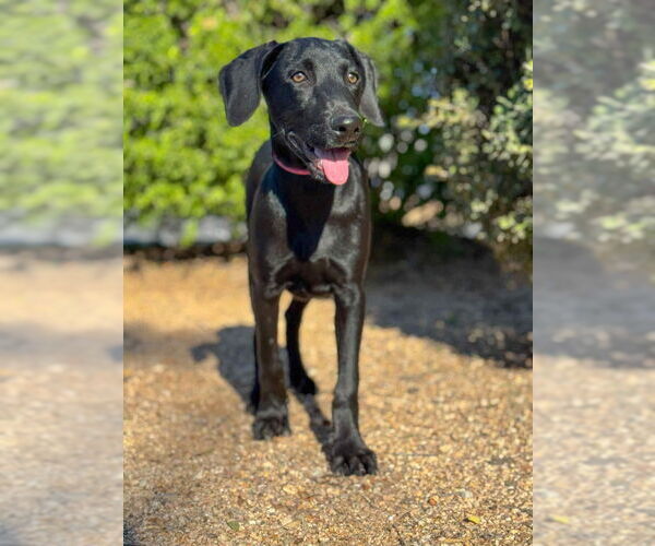 Medium Photo #5 Doberman Pinscher Puppy For Sale in PIPE CREEK, TX, USA