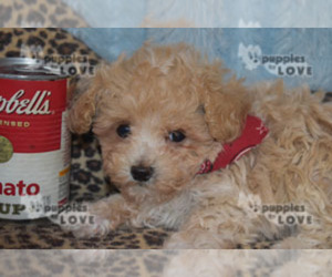 Maltipoo-Poodle (Toy) Mix Puppy for sale in SANGER, TX, USA