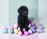 Small Photo #9 Goldendoodle Puppy For Sale in McKinney, TX, USA