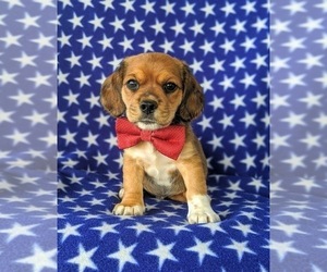 Cocker Spaniel-Jack Russell Terrier Mix Puppy for sale in NARVON, PA, USA