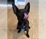 Small #1 Chihuahua