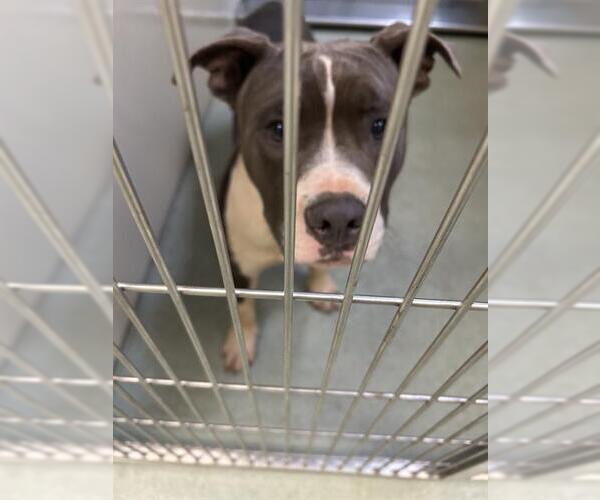 Medium Photo #1 American Pit Bull Terrier-Unknown Mix Puppy For Sale in Placerville, CA, USA