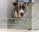Small American Pit Bull Terrier Mix
