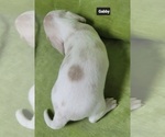Small #5 Dachshund