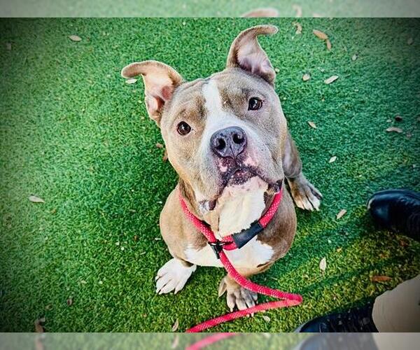 Medium Photo #1 Mutt Puppy For Sale in Orlando, FL, USA