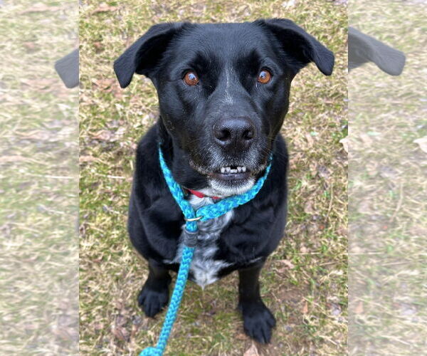 Medium Photo #8 Labrador Retriever-Unknown Mix Puppy For Sale in Rockaway, NJ, USA