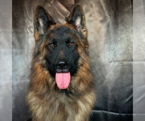 Father of the German Shepherd Dog puppies born on 06/07/2021