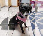 Small #2 Mutt