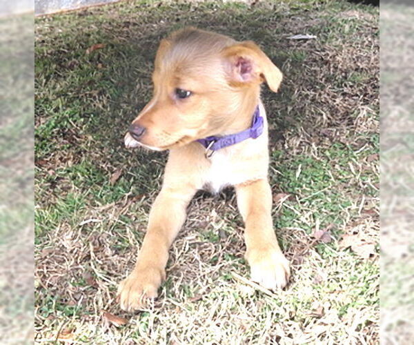Medium Photo #3 Chiranian Puppy For Sale in Rutherfordton, NC, USA