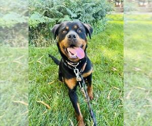 Rottweiler Dogs for adoption in Santa Maria, CA, USA