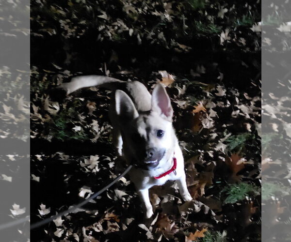 Medium Photo #11 Pug-Unknown Mix Puppy For Sale in Princeton, MN, USA