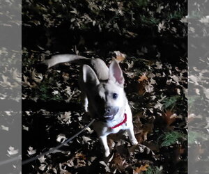 Gravy - Female Pug-Unknown Mix Dog for Adoption - Photo #11