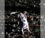 Small Photo #11 Pug-Unknown Mix Puppy For Sale in Princeton, MN, USA
