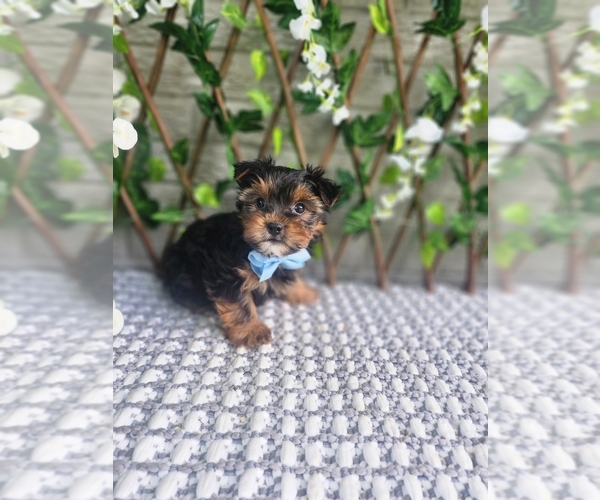 Medium Photo #5 Morkie-Yorkshire Terrier Mix Puppy For Sale in INDIANAPOLIS, IN, USA