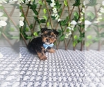 Small #4 Morkie-Yorkshire Terrier Mix