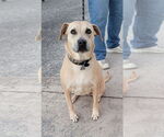 Small #1 Labrador Retriever Mix