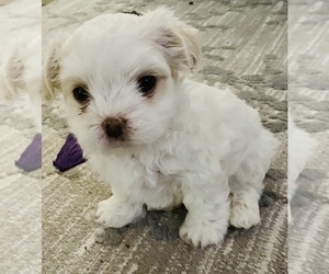 Maltipoo Puppy for sale in FRISCO, TX, USA