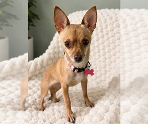 Chihuahua Dogs for adoption in Rootstown, OH, USA