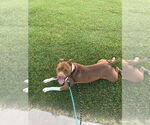 Small #3 American Staffordshire Terrier