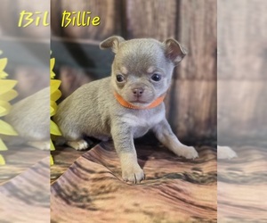 Chihuahua Puppy for Sale in HOMERVILLE, Georgia USA