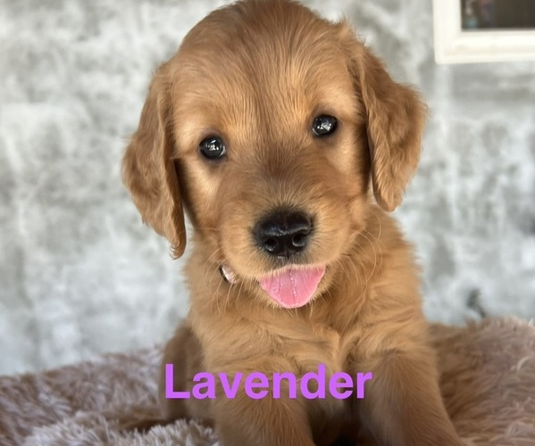 Medium Photo #13 Golden Retriever Puppy For Sale in FRESNO, CA, USA