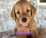 Litter of 10 - Male(s) and Female(s) Golden RetrieverLitter of Puppies for Sale - Photo #13