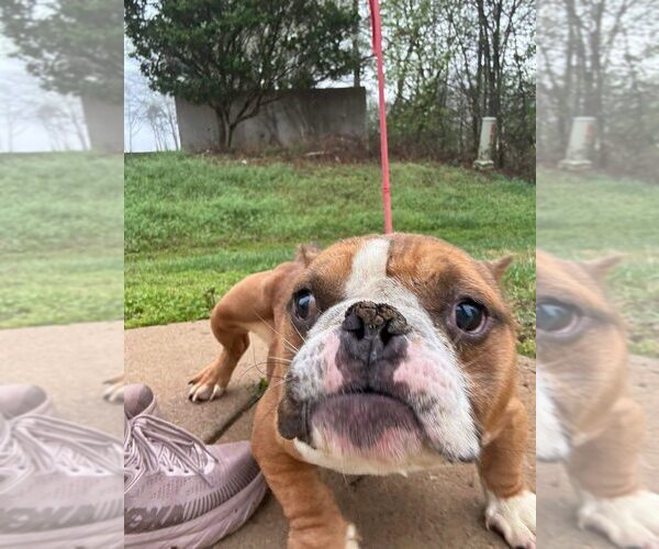 Medium Photo #4 French Bulldog-Unknown Mix Puppy For Sale in New York, NY, USA