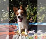 Small Photo #8 Papillon Puppy For Sale in OLA, AR, USA
