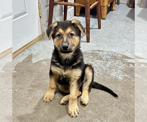 Medium Photo #5 German Shepherd Dog Puppy For Sale in BRIGHTON, CO, USA