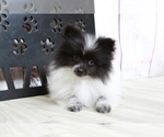 Small #4 Pomeranian