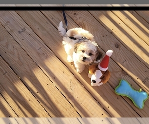 Zuchon Puppy for sale in DALLAS, NC, USA