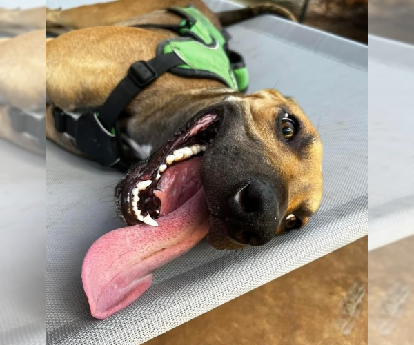 Medium Photo #2 Mutt Puppy For Sale in OKLAHOMA CITY, OK, USA