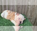 Small Photo #1 English Bulldog Puppy For Sale in HOUSTON, TX, USA