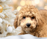 Small #12 ShihPoo