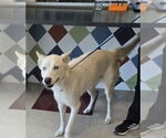 Small Huskies  Mix
