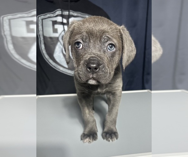 Medium Photo #1 Cane Corso Puppy For Sale in MOUNT MORRIS, MI, USA