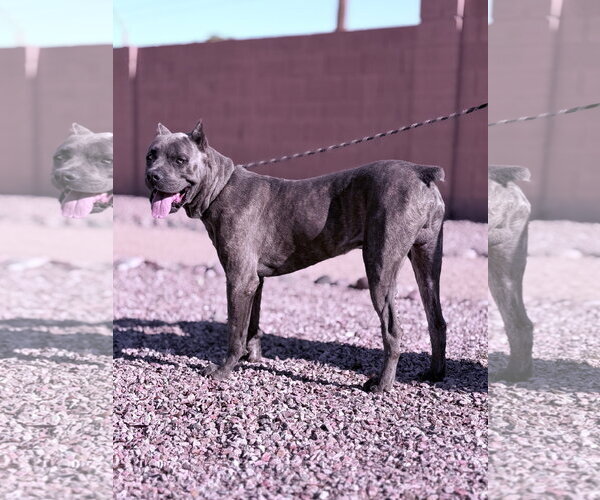 Medium Photo #2 Mutt Puppy For Sale in Goodyear, AZ, USA