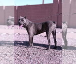 Small #1 Mutt