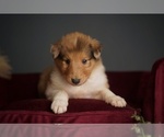 Small #8 Collie