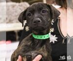 Small #1 Labrador Retriever Mix