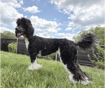 Small #8 Poodle (Standard)